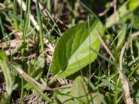 Viola hirta Hilleshögs backar, Landskrona, Skåne, Sweden 20160422_0034