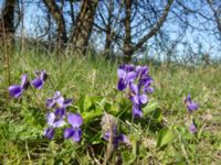 Viola hirta Hilleshögs backar, Landskrona, Skåne, Sweden 20160422_0097