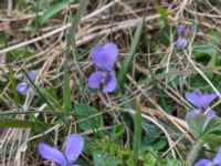 Viola hirta Käglinge hästbacke, Malmö, Skåne, Sweden 20190412_1