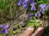 Viola hirta Käglinge hästbacke, Malmö, Skåne, Sweden 20200410_0063