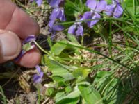 Viola hirta Käglinge hästbacke, Malmö, Skåne, Sweden 20200410_0064