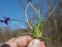 Viola hirta Lilla kalkbrottet, Klagshamns udde, Malmö, Skåne, Sweden 20160401_0016