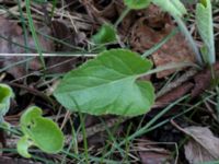 Viola hirta Scoutstugan, Bunkeflo strandängar, Malmö, Skåne, Sweden 20170413_0116