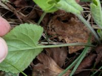 Viola hirta Scoutstugan, Bunkeflo strandängar, Malmö, Skåne, Sweden 20170413_0117