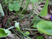 Viola hirta Scoutstugan, Bunkeflo strandängar, Malmö, Skåne, Sweden 20170413_0119