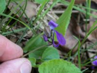 Viola hirta Scoutstugan, Bunkeflo strandängar, Malmö, Skåne, Sweden 20170413_0121