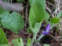 Viola hirta Scoutstugan, Bunkeflo strandängar, Malmö, Skåne, Sweden 20170413_0123