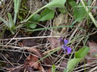 Viola hirta Scoutstugan, Bunkeflo strandängar, Malmö, Skåne, Sweden 20170413_0128