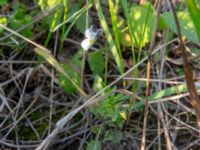 Viola kitaibeliana Chalaubani, Kakheti, Georgia 20180426_3325