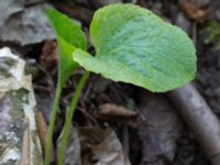 Viola mirabilis Byåsabacken, Ramsåsa, Tomelilla, Skåne, Sweden 20170506_0037