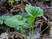 Viola mirabilis Byåsabacken, Ramsåsa, Tomelilla, Skåne, Sweden 20170506_0039