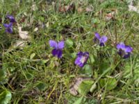 Viola odorata Banvallen, Ribersborg, Malmö, Skåne, Sweden 20230325_IMG_9096