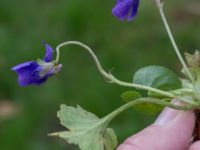 Viola odorata St Pauli kyrkogård, Malmö, Skåne, Sweden 20170410_0063