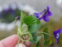 Viola odorata St Pauli kyrkogård, Malmö, Skåne, Sweden 20170410_0067