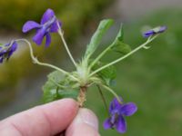 Viola odorata St Pauli kyrkogård, Malmö, Skåne, Sweden 20170410_0069