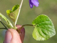 Viola odorata Ulricedal, Malmö, Skåne, Sweden 20200321_0087