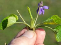 Viola odorata Ulricedal, Malmö, Skåne, Sweden 20200321_0088