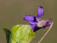 Viola odorata Ulricedal, Malmö, Skåne, Sweden 20200321_0089