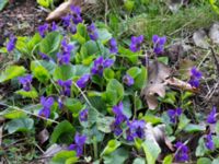 Viola odorata Vattentornsvägen, Kristianstad, Skåne, Sweden 20160408_0008