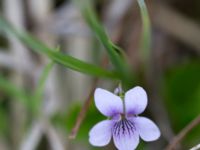 Viola palustris Fågeldammen, Varberg, Halland, Sweden 20130512-79