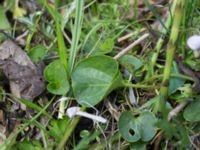 Viola palustris Risen, Genarp, Lund, Skåne, Sweden 20140501_0130