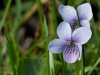 Viola palustris Risen, Genarp, Lund, Skåne, Sweden 20140501_0132