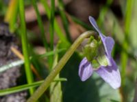 Viola palustris Risen, Genarp, Lund, Skåne, Sweden 20140501_0133