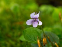 Viola palustris Slättåkra, Söderåsen, Klippan, Skåne, Sweden 20150514_0011