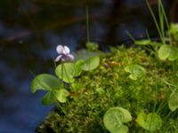 Viola palustris Slättåkra, Söderåsen, Klippan, Skåne, Sweden 20150514_0015