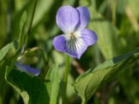 Viola persicifolia Hercules dammar, Kristianstad, Skåne, Sweden 20170528_0123