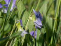 Viola persicifolia Hercules dammar, Kristianstad, Skåne, Sweden 20170528_0125