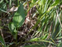 Viola persicifolia Hercules dammar, Kristianstad, Skåne, Sweden 20170528_0127