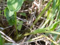 Viola persicifolia Hercules dammar, Kristianstad, Skåne, Sweden 20170528_0128