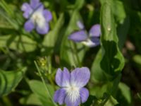 Viola persicifolia Hercules dammar, Kristianstad, Skåne, Sweden 20170528_0131