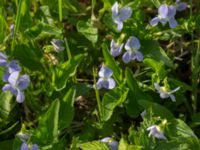 Viola persicifolia Hercules dammar, Kristianstad, Skåne, Sweden 20170528_0138