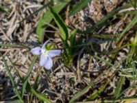 Viola pumila Kalkstad-Lenstad, Mörbylånga, Öland, Sweden 20150606_0218