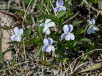 Viola pumila Kalkstad-Lenstad, Mörbylånga, Öland, Sweden 20150606_0219