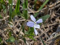 Viola pumila Kalkstad-Lenstad, Mörbylånga, Öland, Sweden 20150606_0222