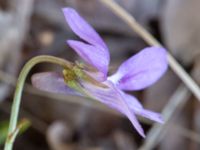 Viola reichebachiana Alnarpsparken, Lomma, Skåne, Sweden 20150415_0005