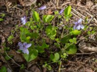 Viola reichenbachiana Ödetomterna, Bunkeflo strandängar, Malmö, Skåne, Sweden 20230430_0183