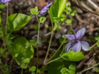 Viola reichenbachiana Ödetomterna, Bunkeflo strandängar, Malmö, Skåne, Sweden 20230430_0185