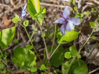 Viola reichenbachiana Ödetomterna, Bunkeflo strandängar, Malmö, Skåne, Sweden 20230430_0187