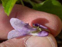 Viola reichenbachiana Ödetomterna, Bunkeflo strandängar, Malmö, Skåne, Sweden 20230430_0189