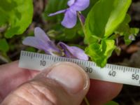 Viola reichenbachiana Ödetomterna, Bunkeflo strandängar, Malmö, Skåne, Sweden 20230430_0191