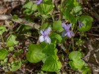 Viola reichenbachiana Ödetomterna, Bunkeflo strandängar, Malmö, Skåne, Sweden 20230430_0194