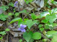 Viola reichenbachiana Ananuri, Mtskheta-Mtianeti, Georgia 20180426_3296