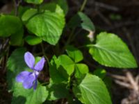 Viola reichenbachiana Byåsabacken, Ramsåsa, Tomelilla, Skåne, Sweden 20170506_0026