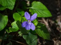 Viola reichenbachiana Byåsabacken, Ramsåsa, Tomelilla, Skåne, Sweden 20170506_0027