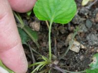 Viola reichenbachiana Husie mosse, Malmö, Skåne, Sweden 20160503_0026