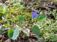 Viola riviniana Hällevik, Simrishamn, Skåne, Sweden 20170506_0173